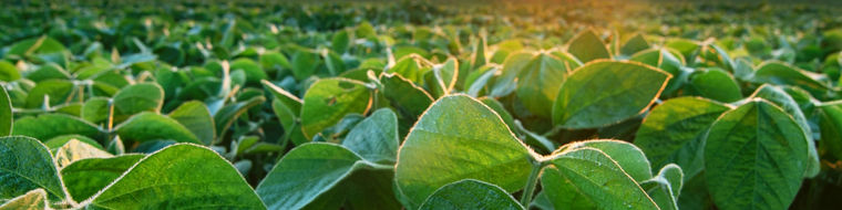 Soy field in early morning. Soy agriculture